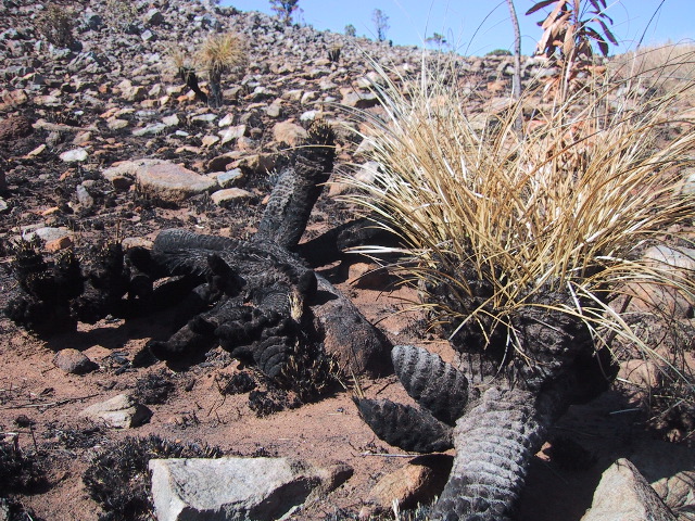 Cactus Fights Back