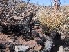 Cactus Fights Back